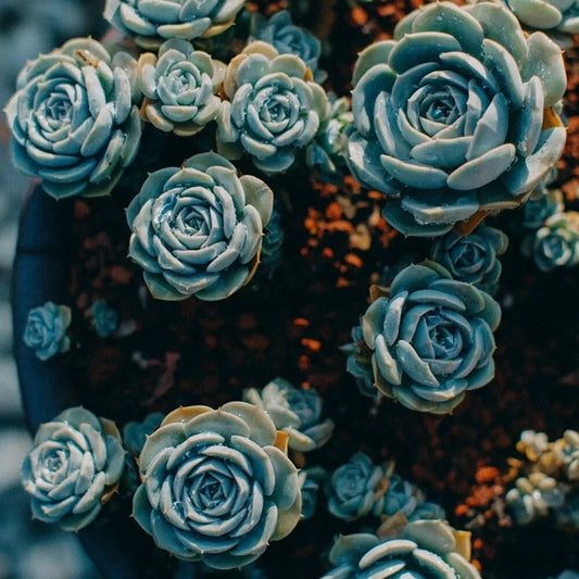 100pcs Blue Midnight Oil Lithops Seeds - Witchford Succulent Garden Plants, Rare Succulent Seeds for Home Gardening