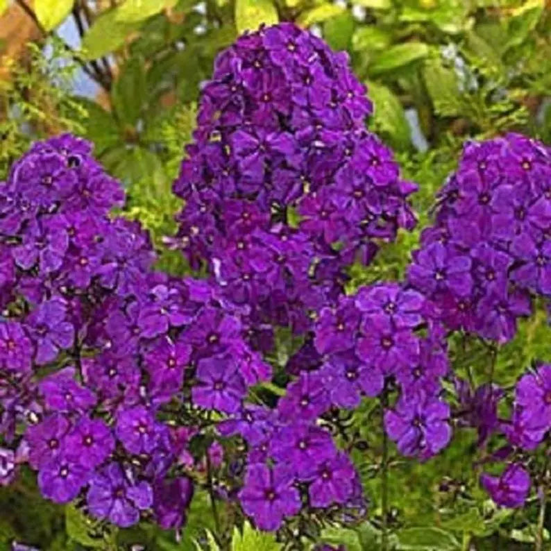 50 Bright Purple Phlox Seeds | Butterfly Flower | Perennial Plant Seeds | Phlox paniculata