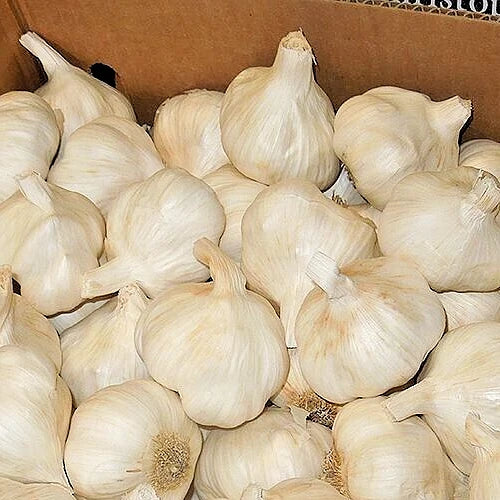 California White Garlic Bulbs 5-Pack, Allium Sativum, Softneck, Gilroy Grown, Culinary Herb, Edible Plant, Easy Grow, Spicy Flavor