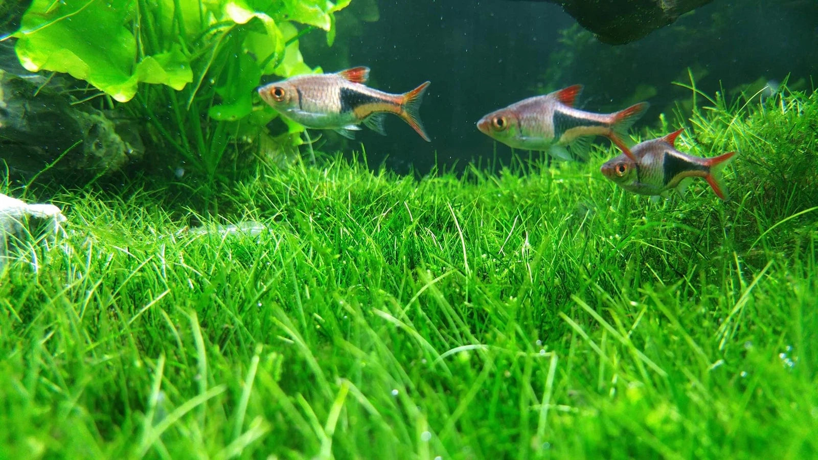 Aquarium Water Grass Seeds | 100+ Seeds | Lush Decoration for Fish Tank | Aquatic Plants
