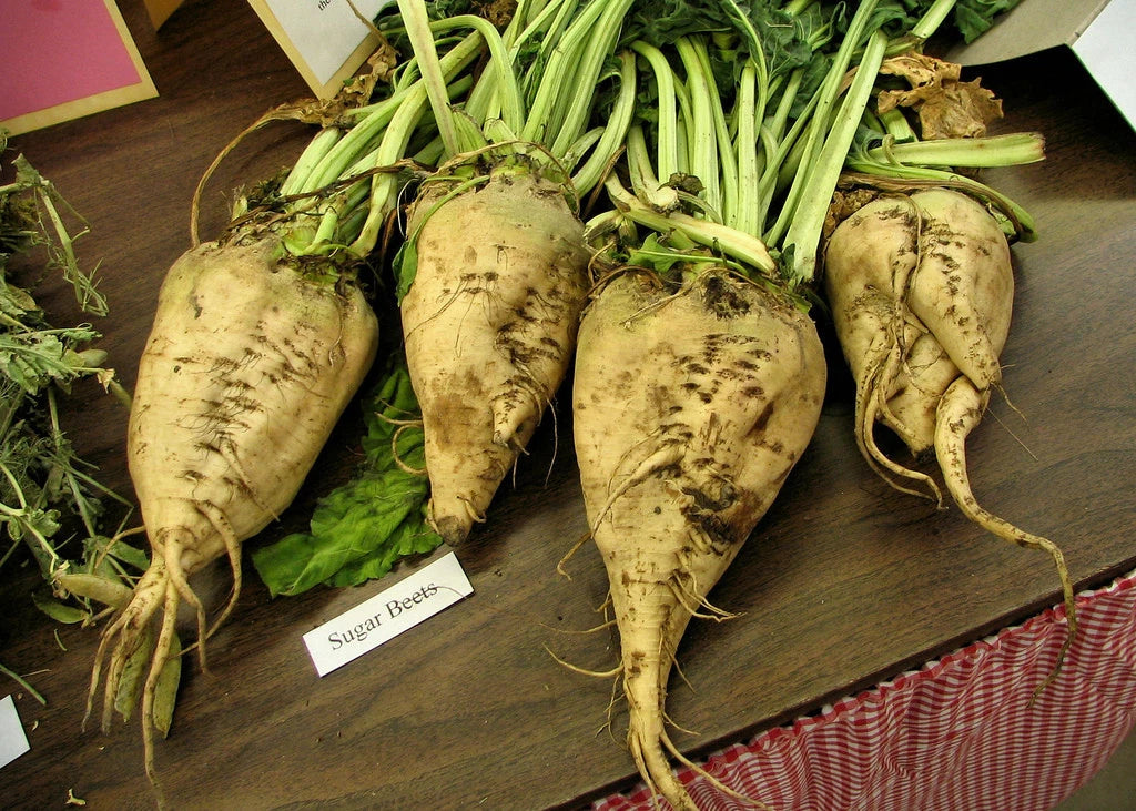 Beet Seeds - 110 Seeds - Sugar Beet Variety - Beta vulgaris - GroCo USA - Buy 15, Ships Free!