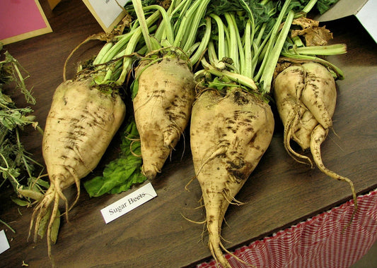 Beet Seeds - 110 Seeds - Sugar Beet Variety - Beta vulgaris - GroCo USA - Buy 15, Ships Free!