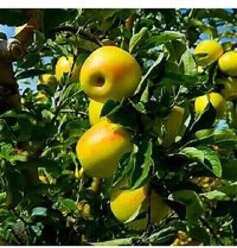 Golden Delicious Apple Tree Scions - 6+1 Organic Cuttings, Unrooted, Zones 5-8, Malus domestica