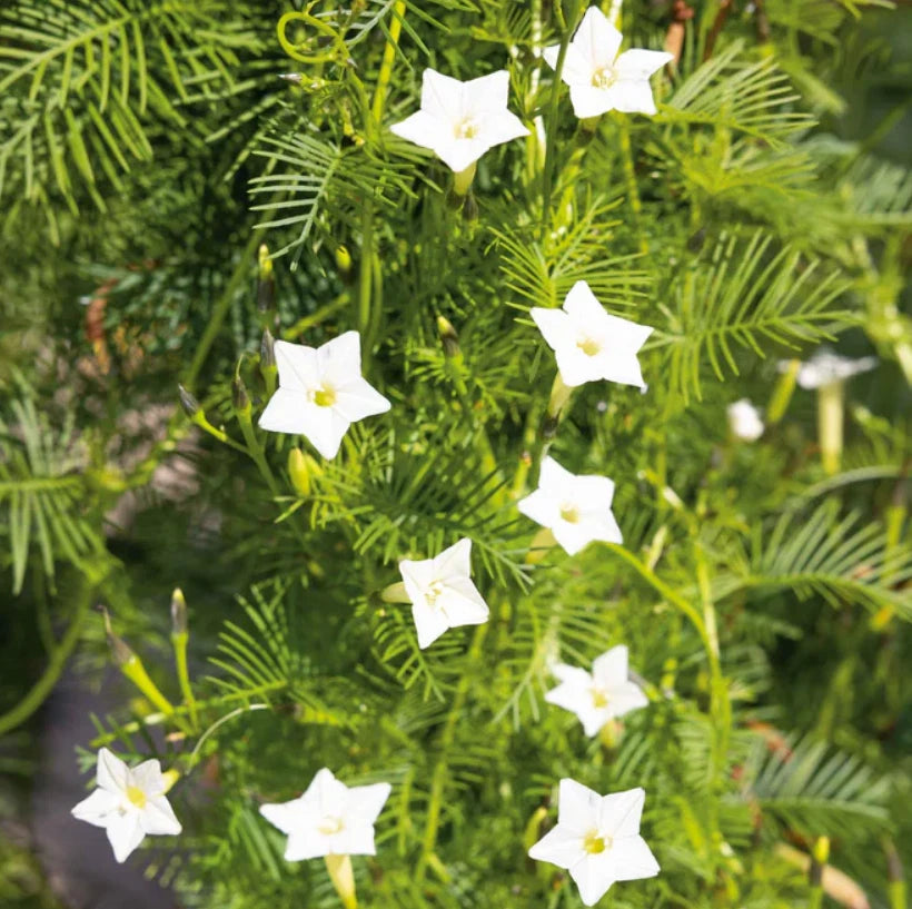 Cardinal Climber Vine Seeds - White Flowers, Morning Glory, Pollinator Attractor, 50 Seeds - Ipomoea sloteri