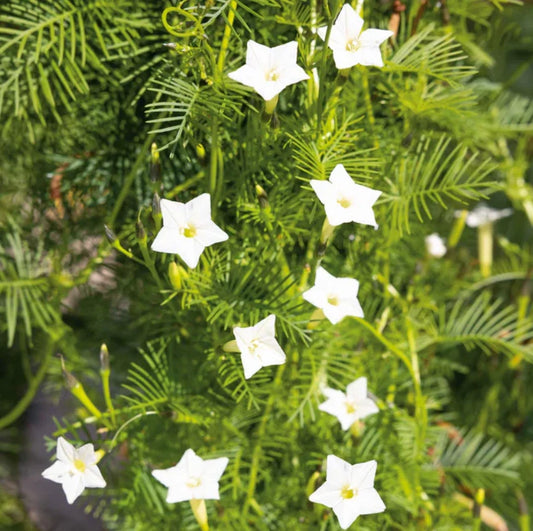 Cardinal Climber Vine Seeds - White Flowers, Morning Glory, Pollinator Attractor, 50 Seeds - Ipomoea sloteri