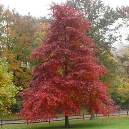 Blackgum Tree Live Plants 16-24 Inches Set of 2 Nyssa sylvatica Bare Root