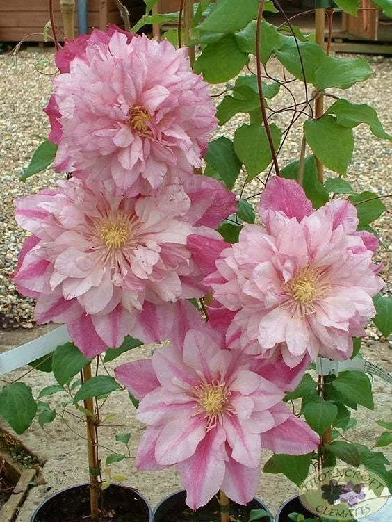25 Double Light Pink Clematis Seeds | Climbing Perennial | Clematis spp.