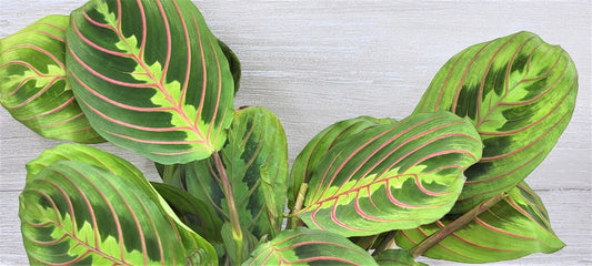 Maranta Leuconeura 'Rabbit's Foot' Live Indoor House Plant in 3" Pot | Red Variegated Foliage