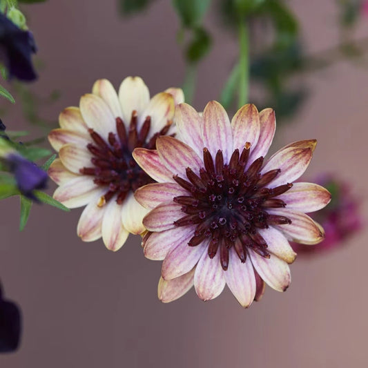 Cape Daisy Seeds - 50+ Banana Shake Variety - Dimorphotheca sinuata - Ideal for Garden Planting, USA - Free Shipping