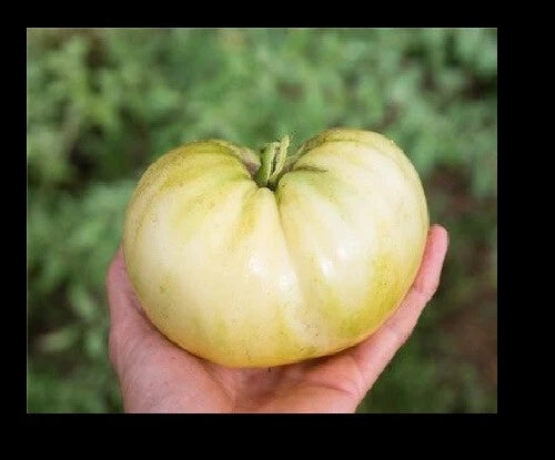 Great White Tomato Seeds - 25 to 1000 Pack - Beefsteak Variety - Low Acid Heirloom (Solanum lycopersicum)