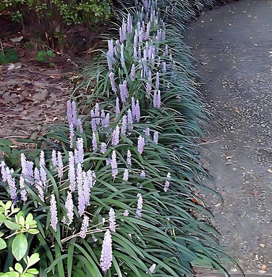 50 Bare Root Monkey Grass Plants, Lush Green Ground Cover, Perfect for Borders, Ophiopogon planiscapus.