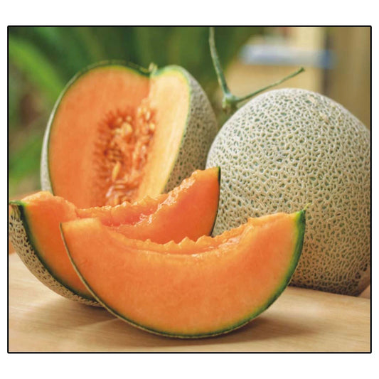 Jumbo Hales Cantaloupe Melon Seeds | 50+ Non-GMO Heirloom Garden Seeds | Cucumis melo