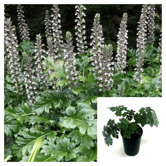 Acanthus Mollis Live Plant 4-Inch Purple Breeches Sea Dock Bears Foot – Ornamental Perennial for Gardens
