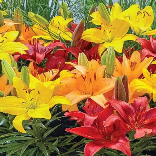 Asiatic Border Lily Bulbs - 10 Fresh Planting Bulbs - Colorful Varieties - Lilium Asiaticum