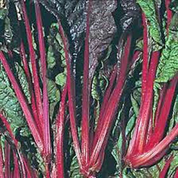 Swiss Chard Seeds - 500 Heirloom Ruby Red Non-GMO Seeds - Beta vulgaris subsp. cicla