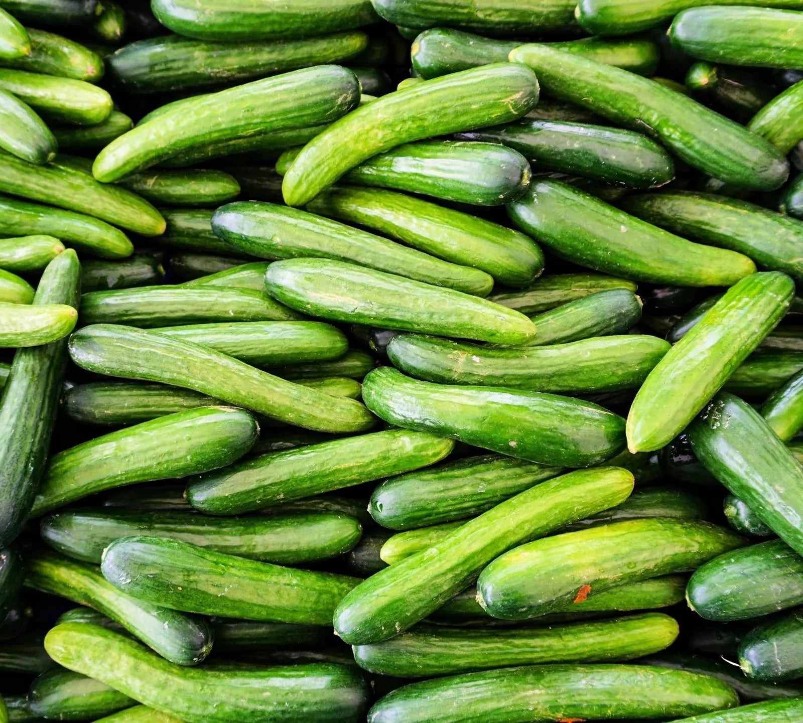 Alpha Cucumber Seeds for Planting, 30 Seeds, Persian Beit Alpha, Lebanese Variety, Cucumis sativus