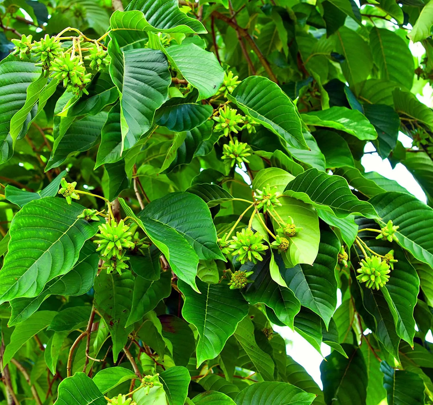 30 Happy Tree Seeds for Planting, Camptotheca acuminata, Fast-Growing, Shade Tree Seeds, Ideal for Gardens and Landscapes