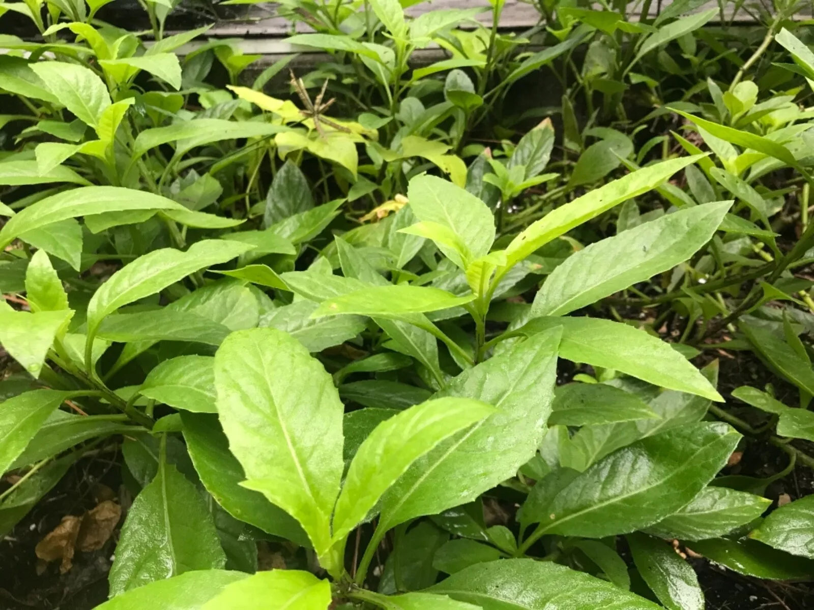 Longevity Spinach Cuttings 6" Gynura Procumbens Edible Perennial Vegetable (8)