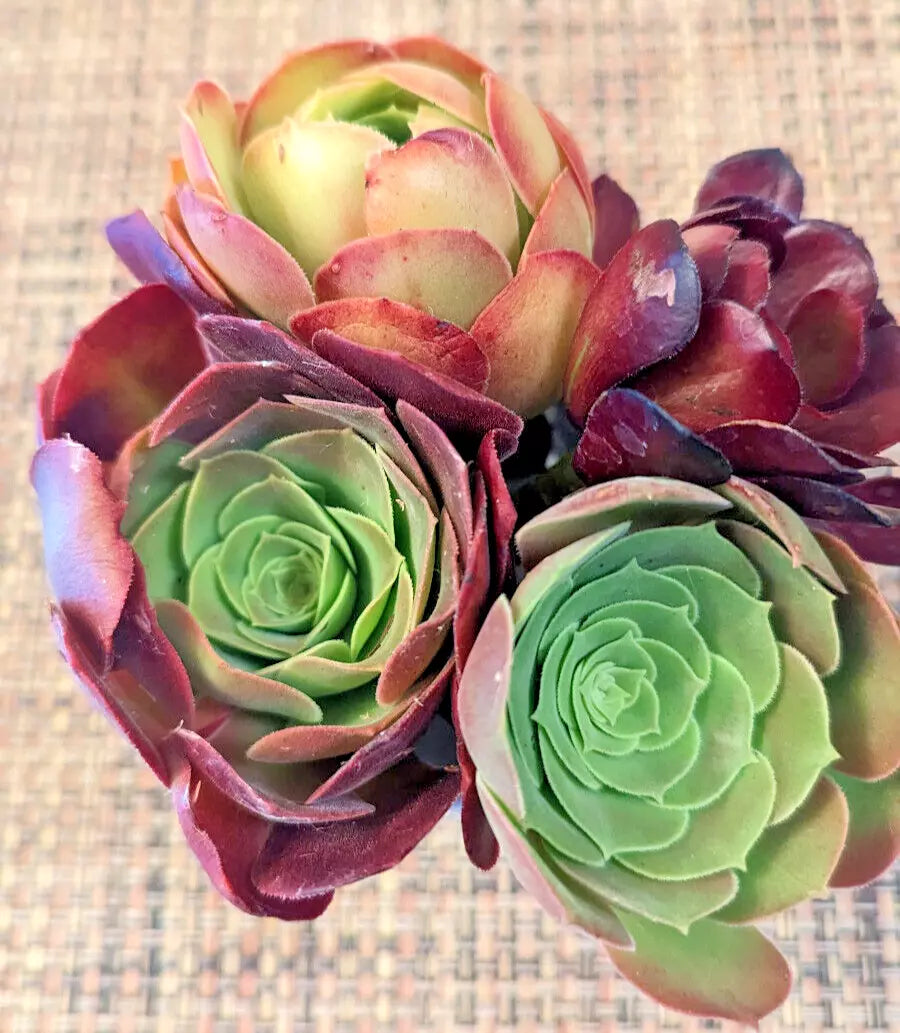 Aeonium Cuttings Set of 4 - 2.5" Diameter - Succulent Varieties - Indoor Plant Decor - Echeveria Subgenus