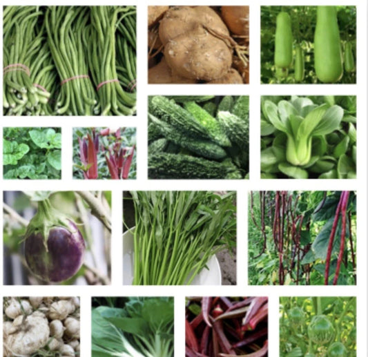 Asian Vegetable Seeds - 20 Packets, Non-GMO, Oriental Varieties for Planting - Ideal for Home Gardens