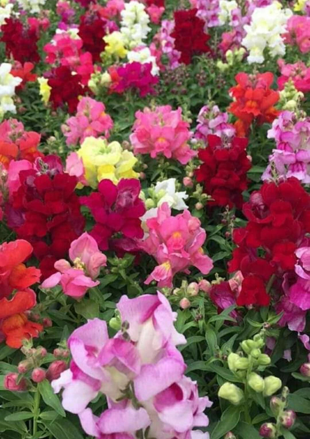 Snapdragon Seeds - Maximum Potomac Mix - 200 Count - Antirrhinum majus