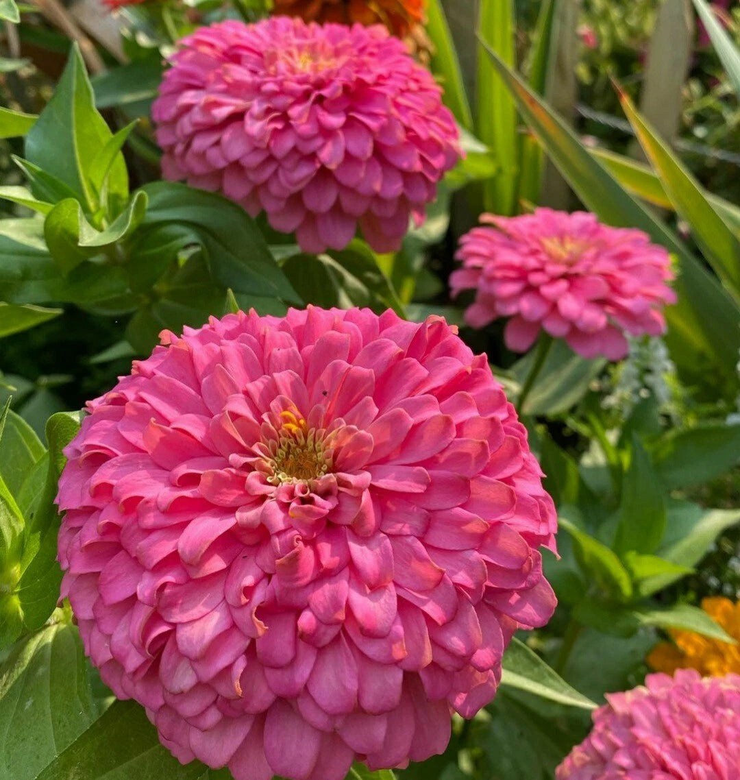 Giant Zinnia Flower Seeds - 50 Fuchsia Pink Seeds - Zinnia elegans 'Barbie Pink'