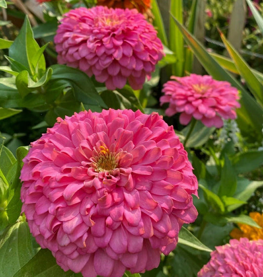 Giant Zinnia Flower Seeds - 50 Fuchsia Pink Seeds - Zinnia elegans 'Barbie Pink'