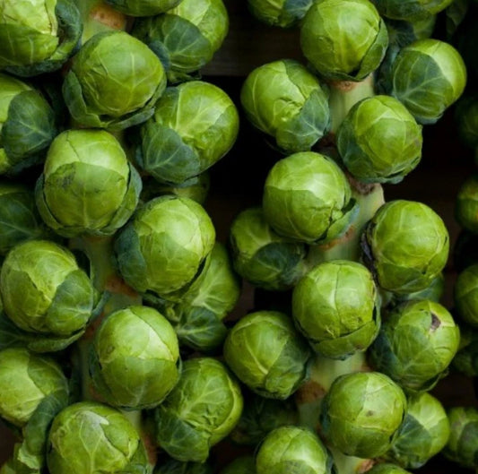 Brussel Sprouts Seeds - 500 Non-GMO CATSKILL Sweeter with Frost Dwarf Variety - 90 Days to Harvest