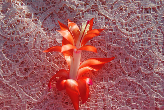 Christmas Cactus Starter Plant - Small LaKoda Fire - Schlumbergera Truncata - Healthy Well-Rooted Houseplant