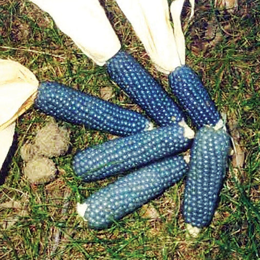 Miniature Blue Popcorn Seeds - 25 Pack - Heirloom Variety for Planting - Zea mays everta