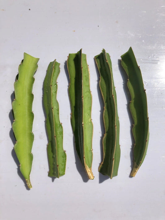 5pcs White Dragon Fruit Cuttings 6” Pitaya Cactus Ready to Plant No Roots - Hylocereus undatus