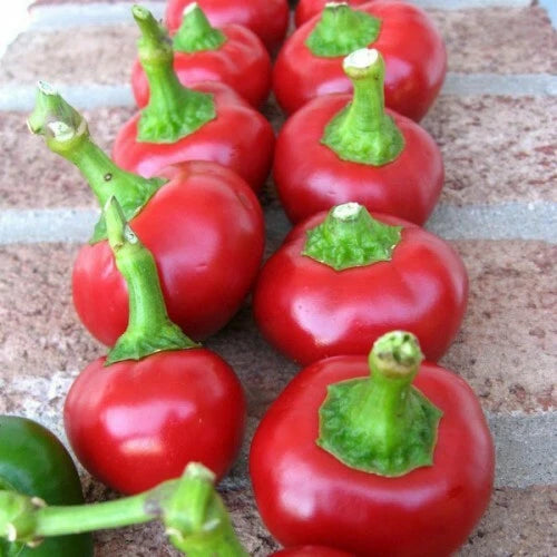 Cherry Pepper Seeds | Large Red Heirloom Non-GMO | Capsicum annuum | 1009
