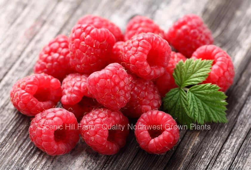 Caroline Raspberry Plants - 2 Year Old Bare Root Canes - Large Sweet Berries - Rubus idaeus 'Caroline'