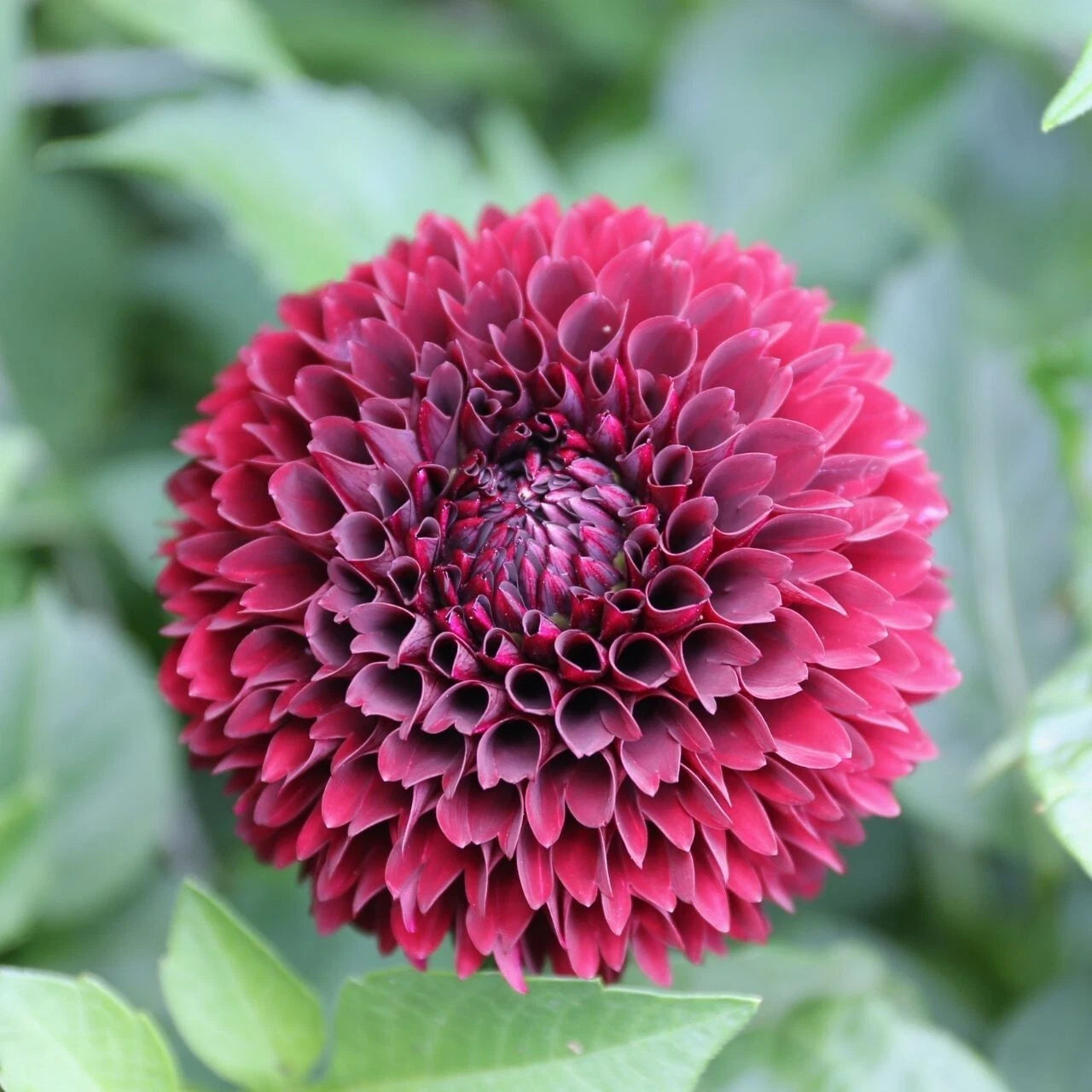 25 Mirella Dahlia Seeds | Perennial Flower Seeds | Colorful Bloom | Dahlia variabilis (1138 US)