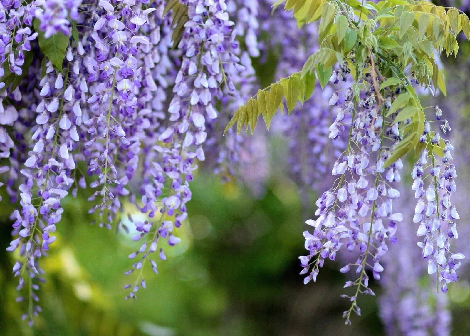 Purple Chinese Wisteria Starter Live Plant - Fast Growing, Fragrant Blooms - Wisteria sinensis