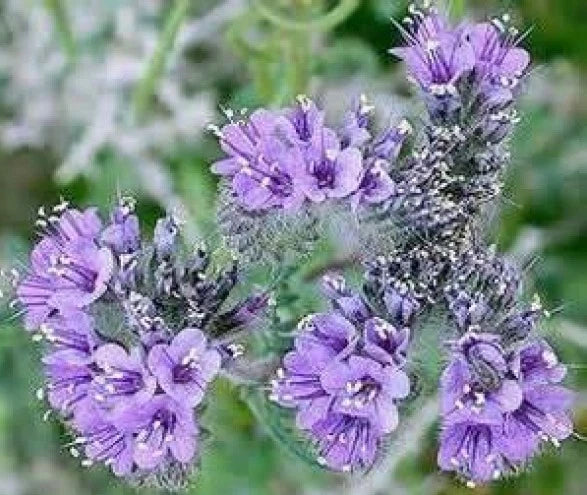 Lacy Phacelia Seeds - 100 Fresh Seeds - Phacelia tanacetifolia - Free USA Shipping