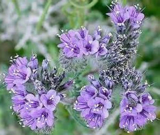 Lacy Phacelia Seeds - 100 Fresh Seeds - Phacelia tanacetifolia - Free USA Shipping