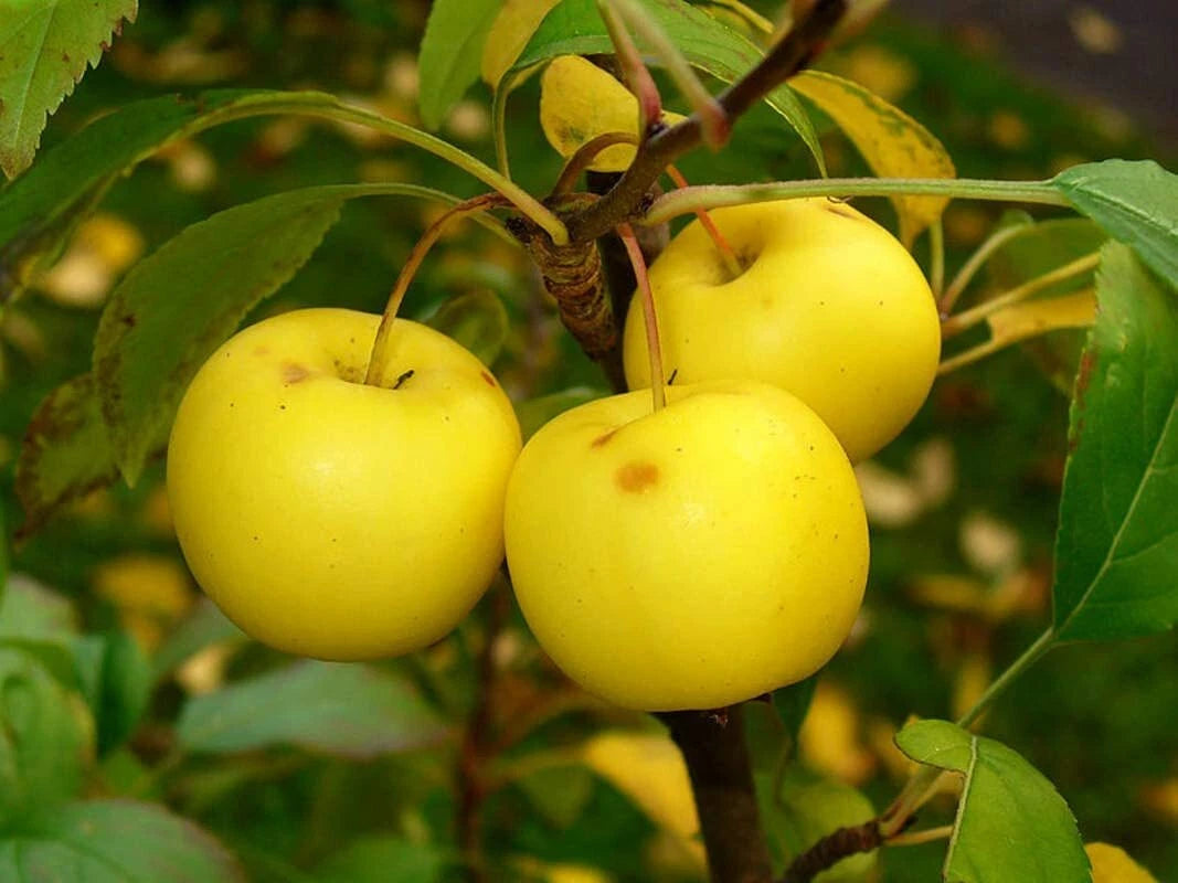 30 European Crab Apple Seeds - Malus Sylvestris - French Crabapple for Planting - Organic Heirloom Tree Seeds
