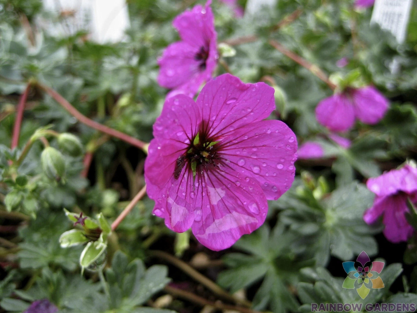 25+ Subcaulescens Geranium Seeds for Garden Planting - Pelargonium subcaulescens - USA Grown, Free Shipping