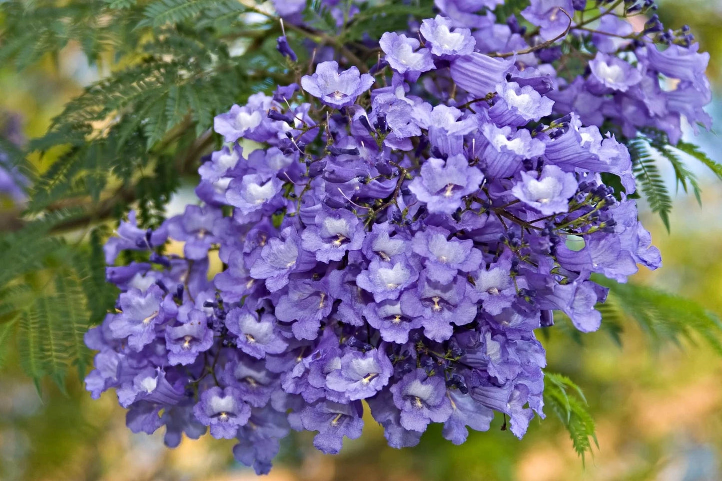 Blue Jacaranda Tree Seeds - 50 Count - Stunning Flowering Tree - Jacaranda mimosifolia - Made in USA, Ships from USA