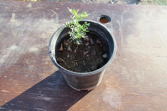 Desert Ironwood Tree Bonsai - Well Rooted Olneya Tesota - Indoor Plant, Drought Resistant, Unique Foliage