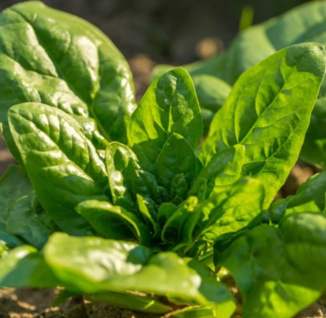 200 Bloomsdale Spinach Seeds - Non-GMO, Open Pollinated, Organic Cool Weather Vegetable