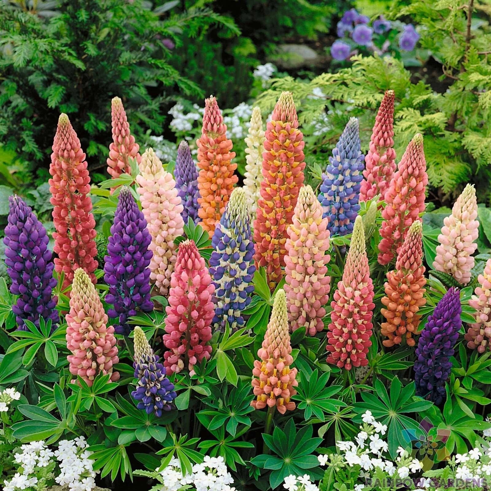 Lupine Seeds - 25+ Minarette Dwarf Mix - Garden Planting - Lupinus polyphyllus - USA