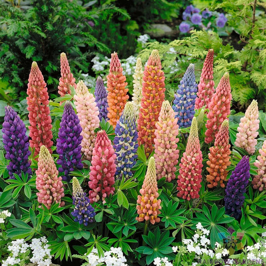 Lupine Seeds - 25+ Minarette Dwarf Mix - Garden Planting - Lupinus polyphyllus - USA