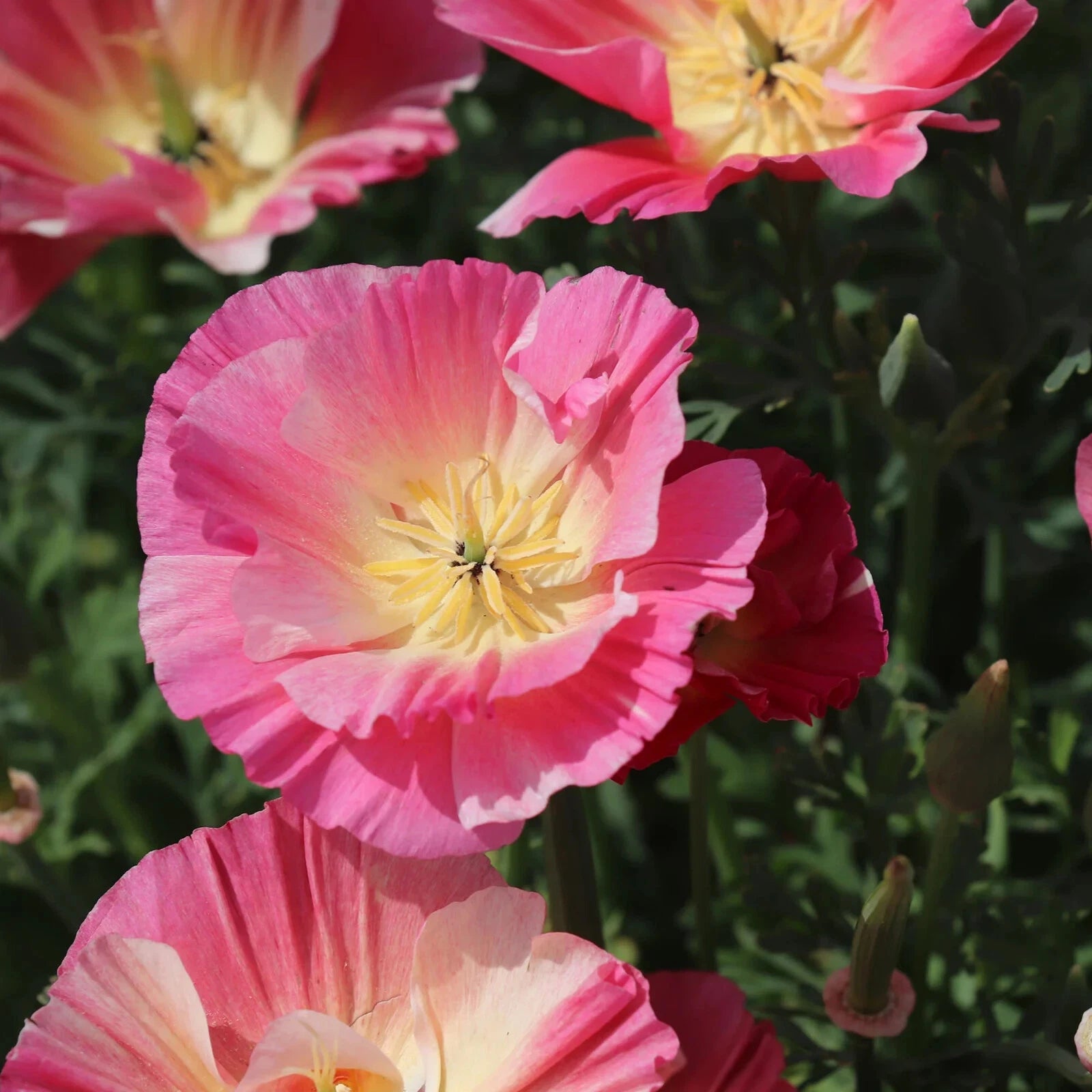 California Thai Silk Rose Poppy Seeds - 200+ Pack - Papaver somniferum - Ideal for Garden - USA Shipping Available