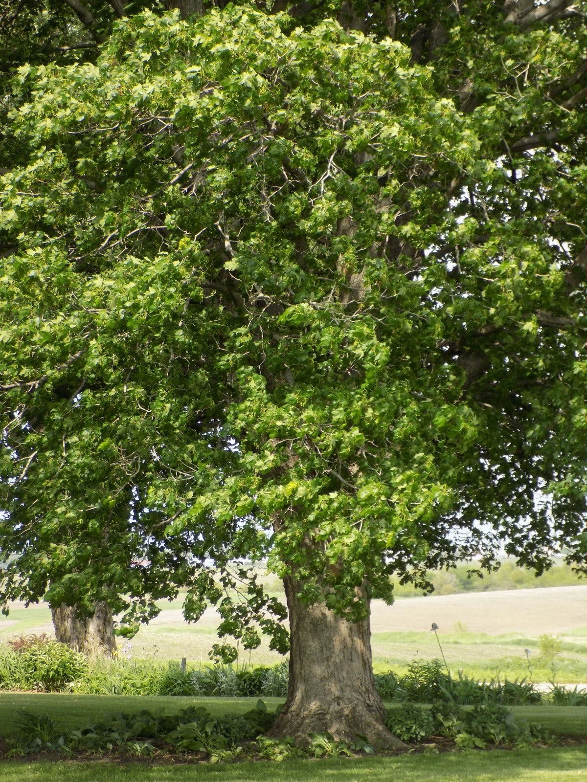 Black Maple Tree - Fall Red Foliage - Acer nigrum - Buy 1, Get 1 Free