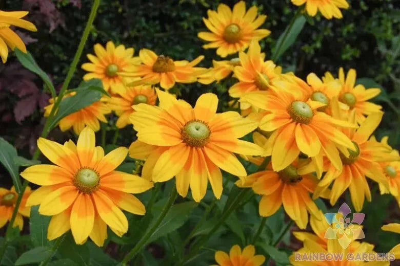 Irish Eyes Rudbeckia Seeds - 200+ Pack for Garden Planting - Black-Eyed Susan (Rudbeckia hirta) - USA