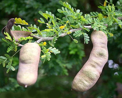 Texas Ebony Tree Seed Pods Halves - Ebenopsis ebano for Bonsai Planting - 30 Natural Seed Pods
