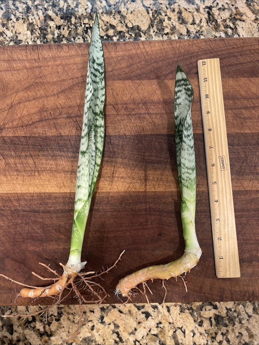 2 Snake Plants 12” Rooted Sansevieria Zeylanica Mother-in-Law's Tongue Indoor Houseplants