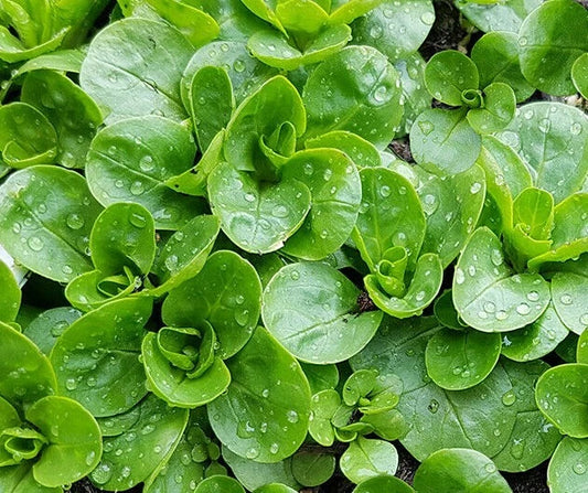 Dutch Corn Salad Seeds 200+ Broad Leaved Mache, Lamb's Lettuce - Heirloom Variety, Organic, Non-GMO, Free Shipping